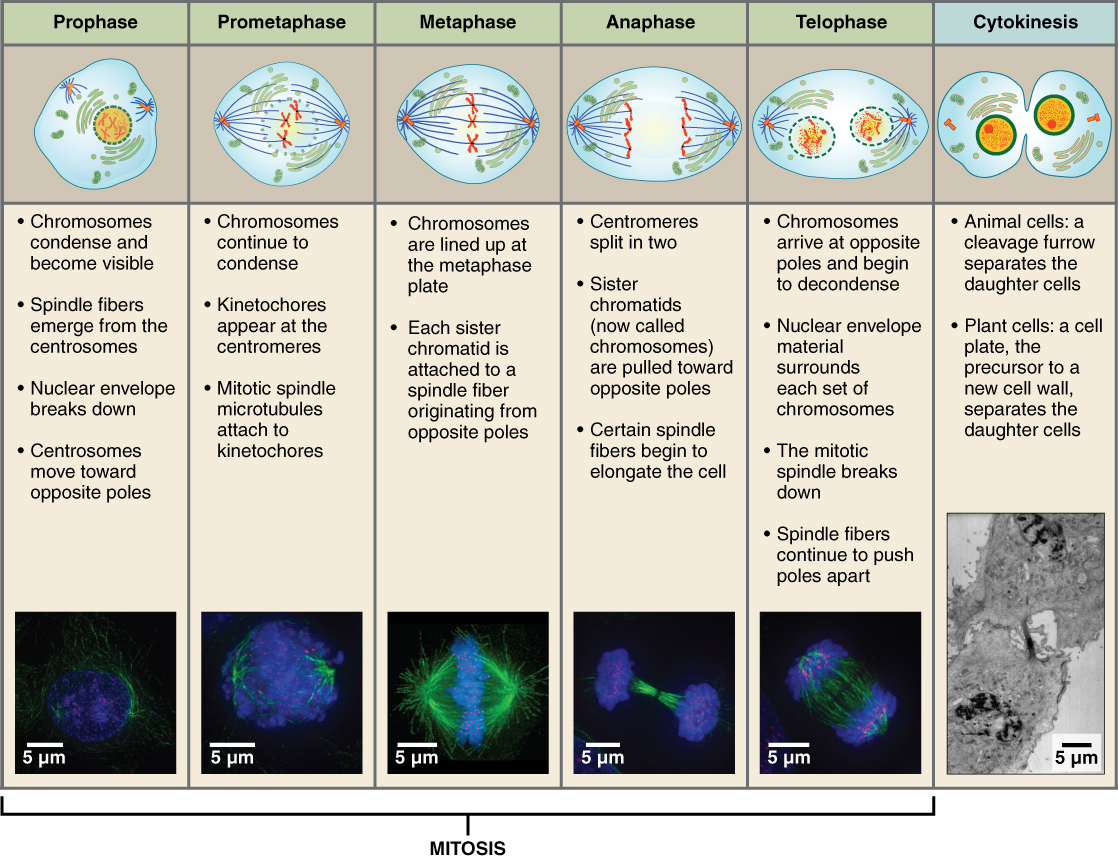 Cell Division: Mitosis Followed by Cytokinesis