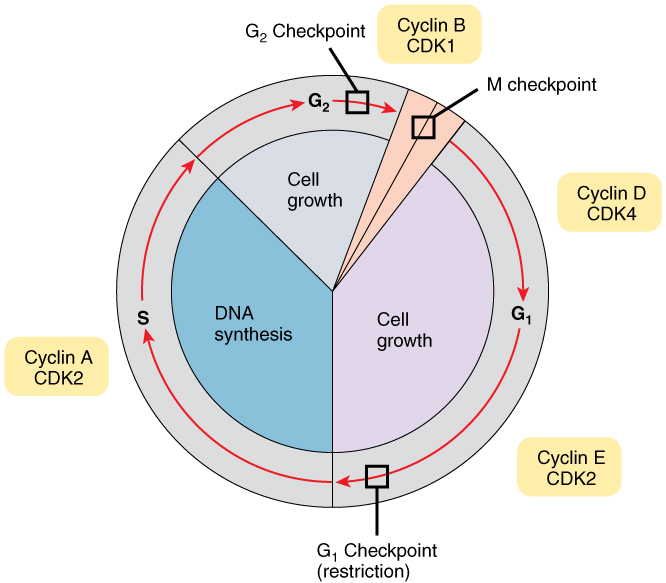 Control of the Cell Cycle