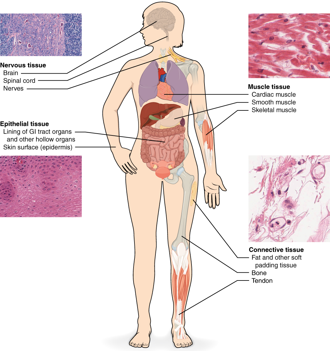 The Four Primary Tissue Types