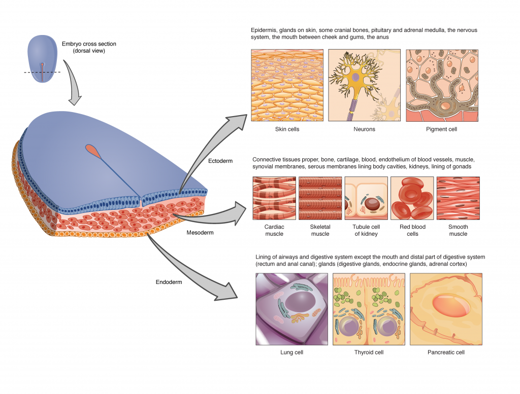 Embryonic Origin of Tissues and Major Organs
