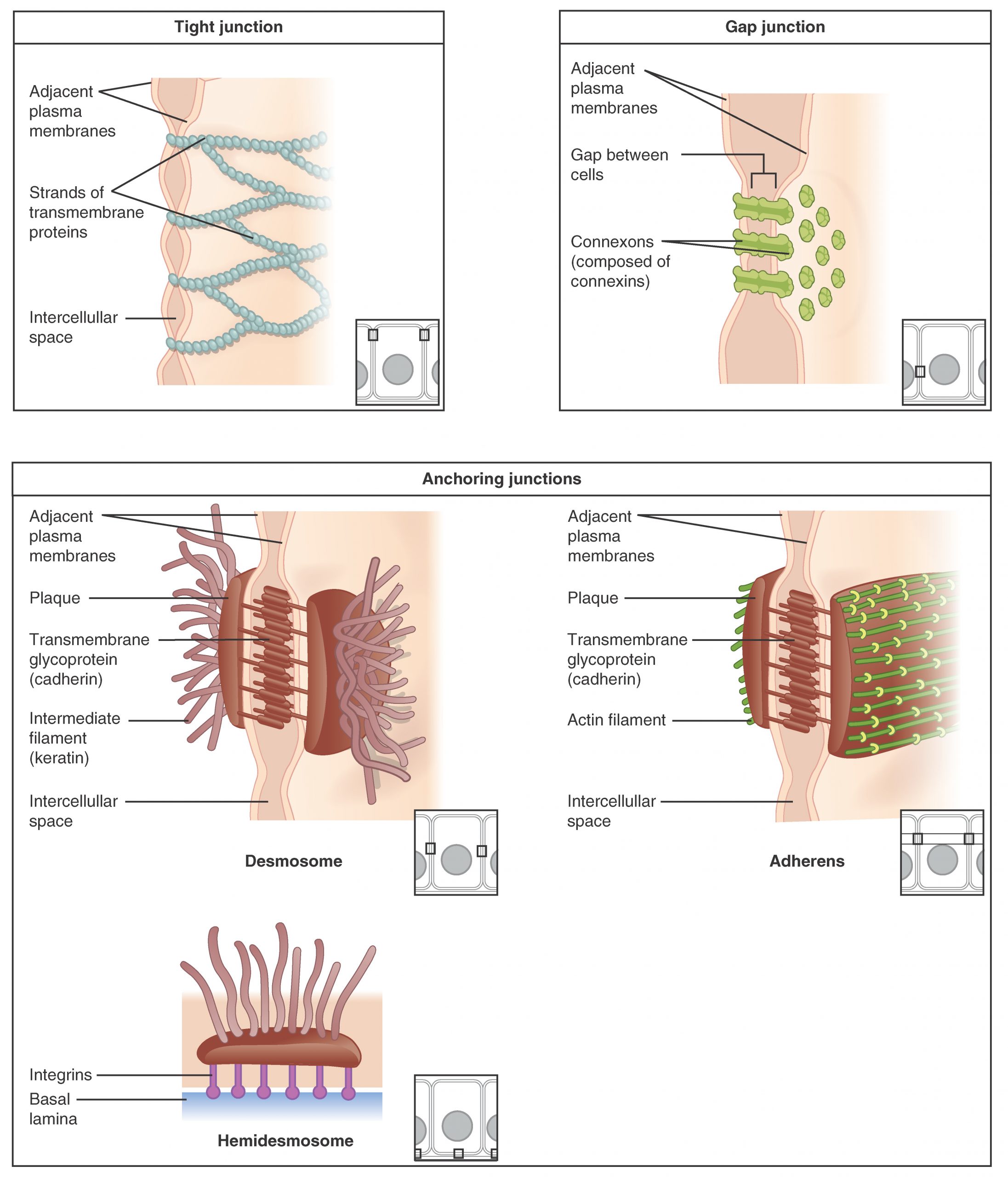 Types of Cell Junctions
