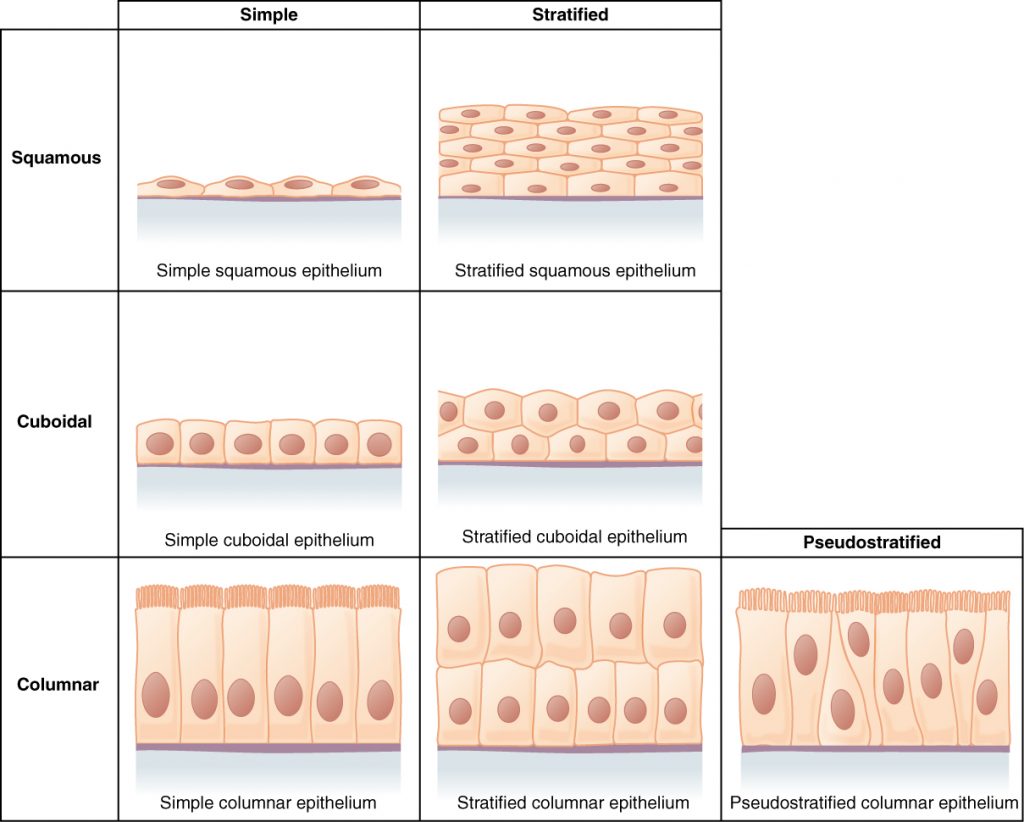 Cells of Epithelial Tissue