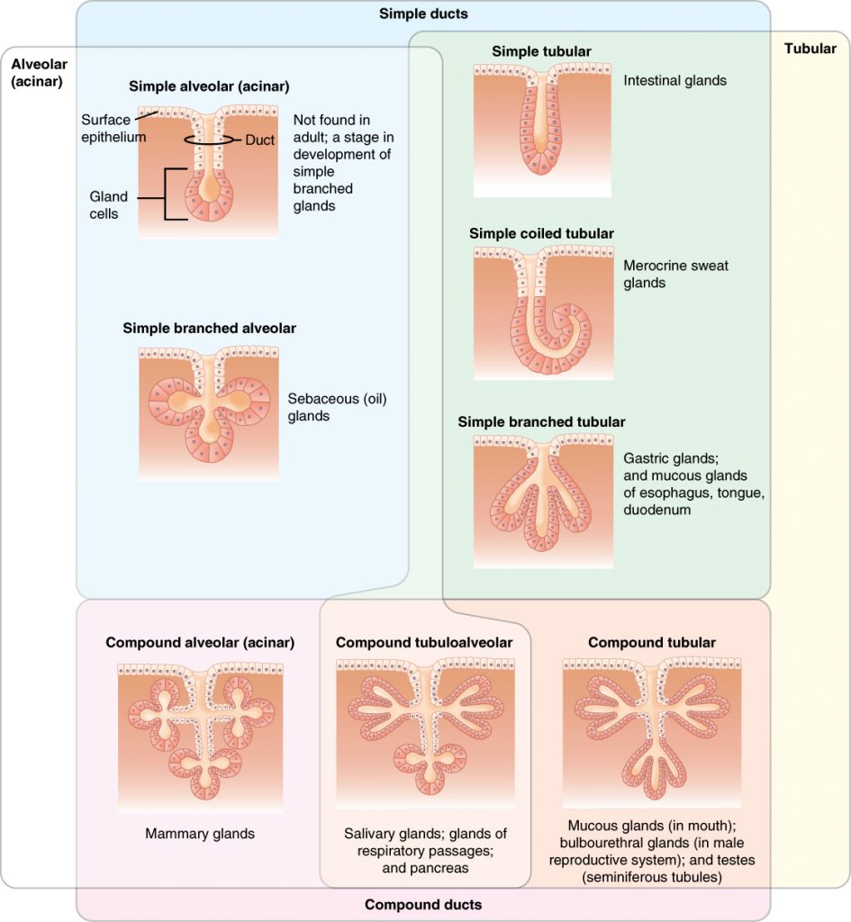 Types of Exocrine Glands