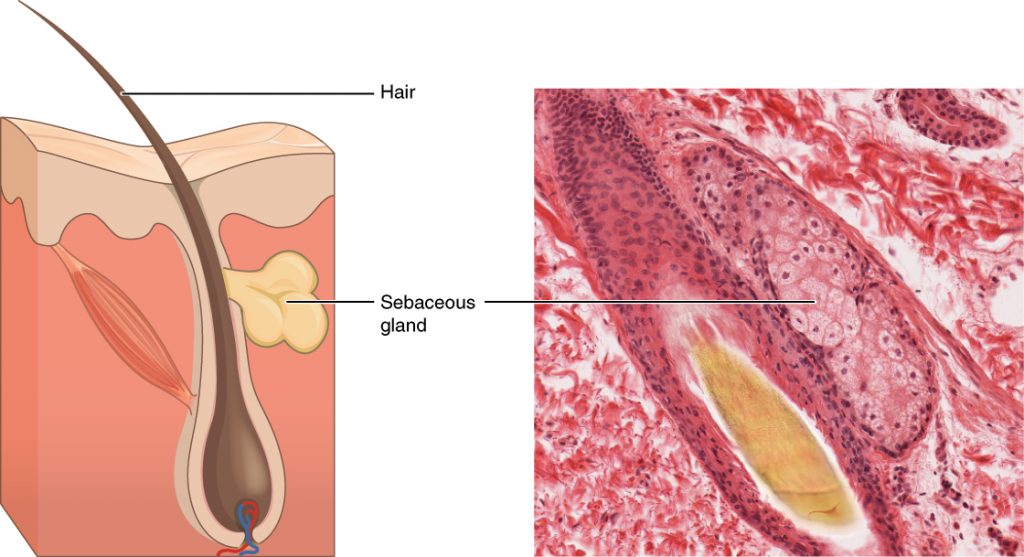 Sebaceous Glands