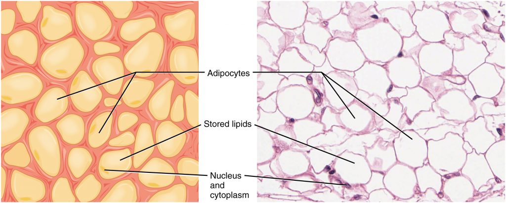 Adipose Tissue