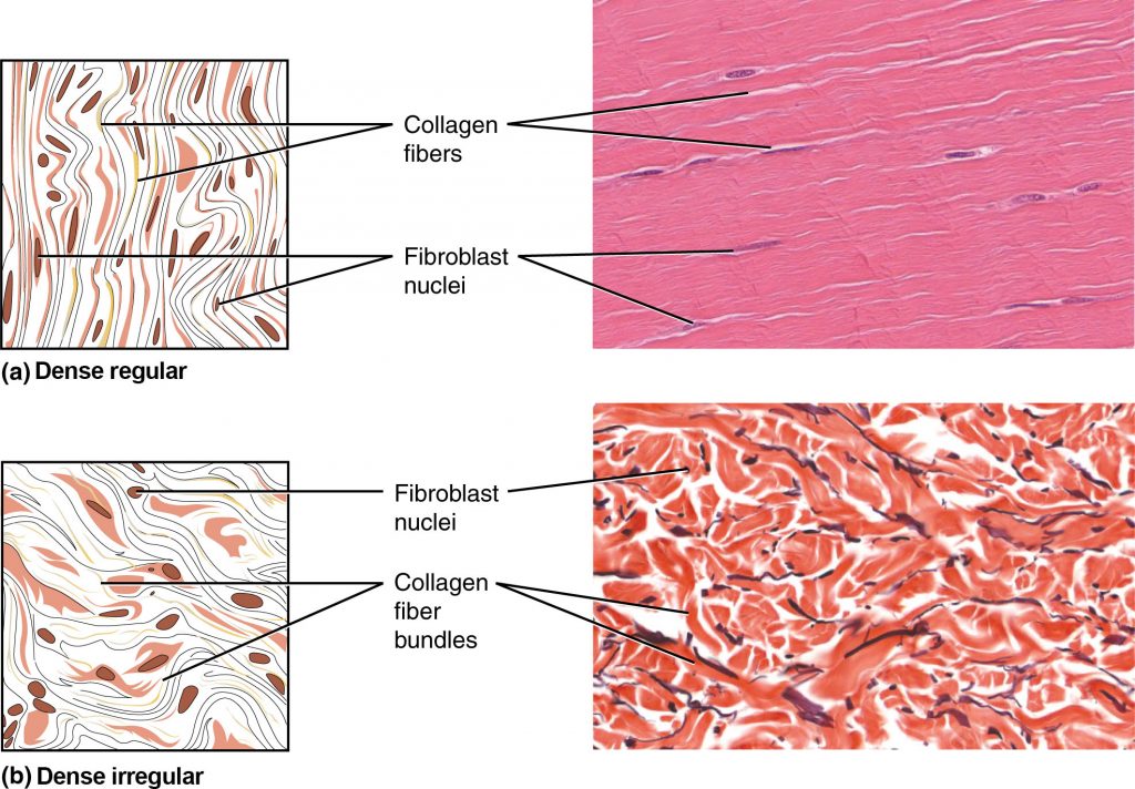 Dense Connective Tissue
