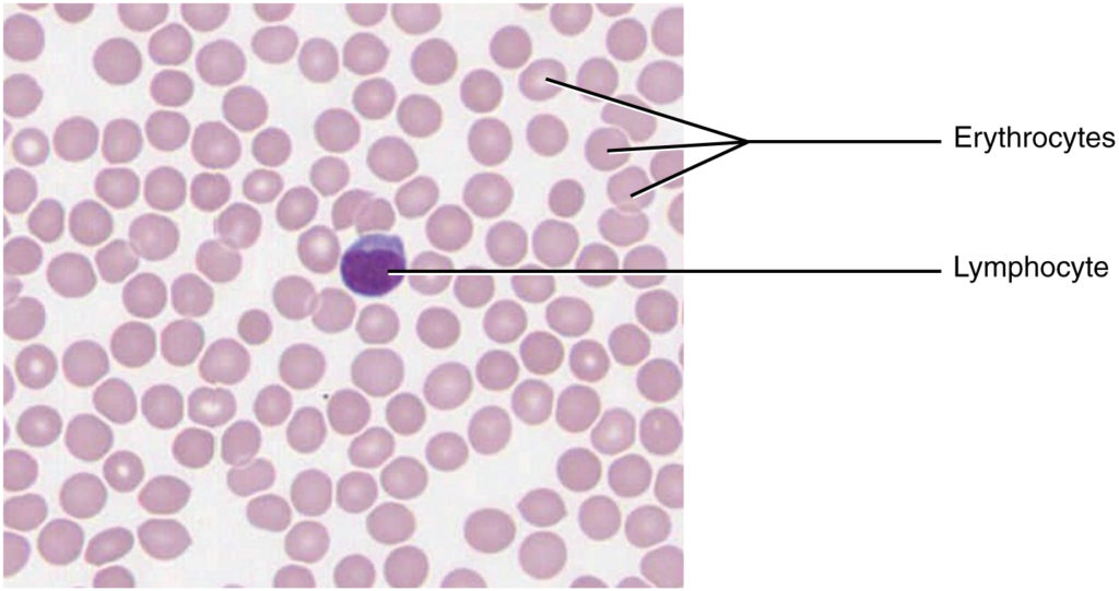 Blood: A Fluid Connective Tissue
