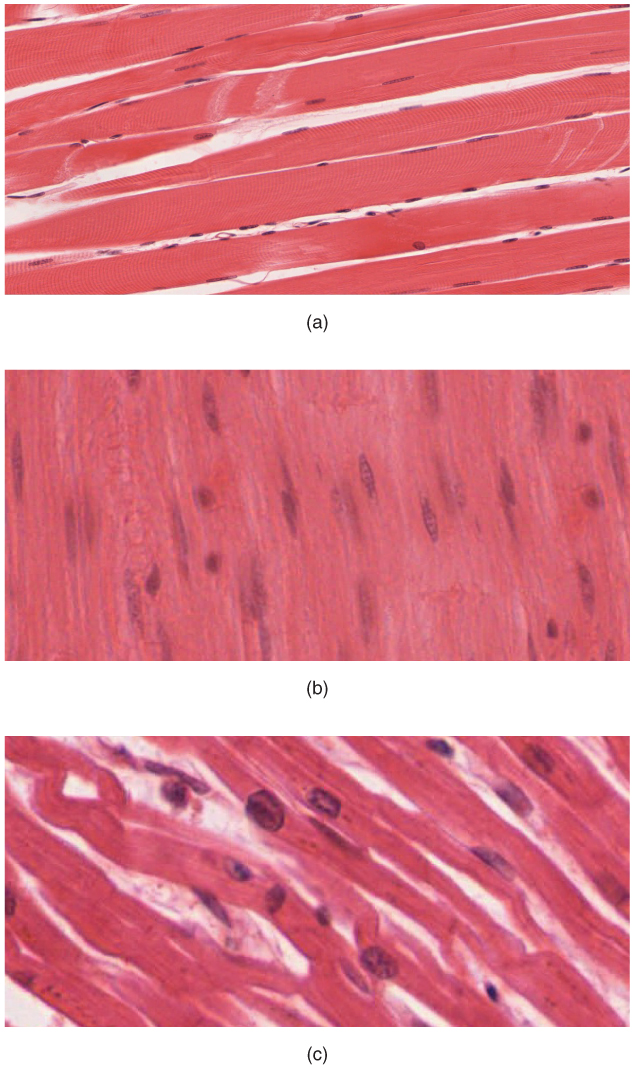Muscle Tissue
