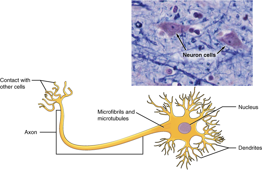 The Neuron