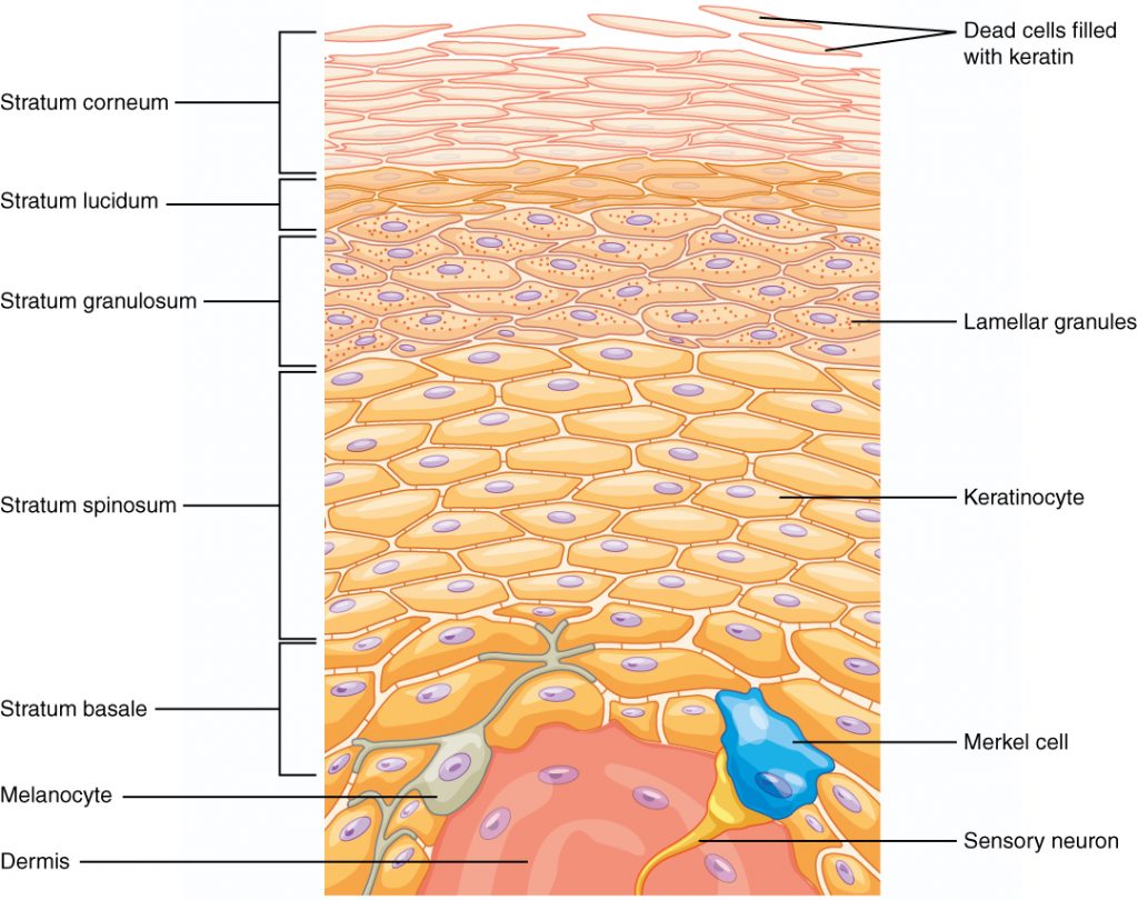 Layers of the Epidermis