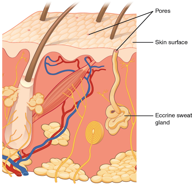 Eccrine Gland