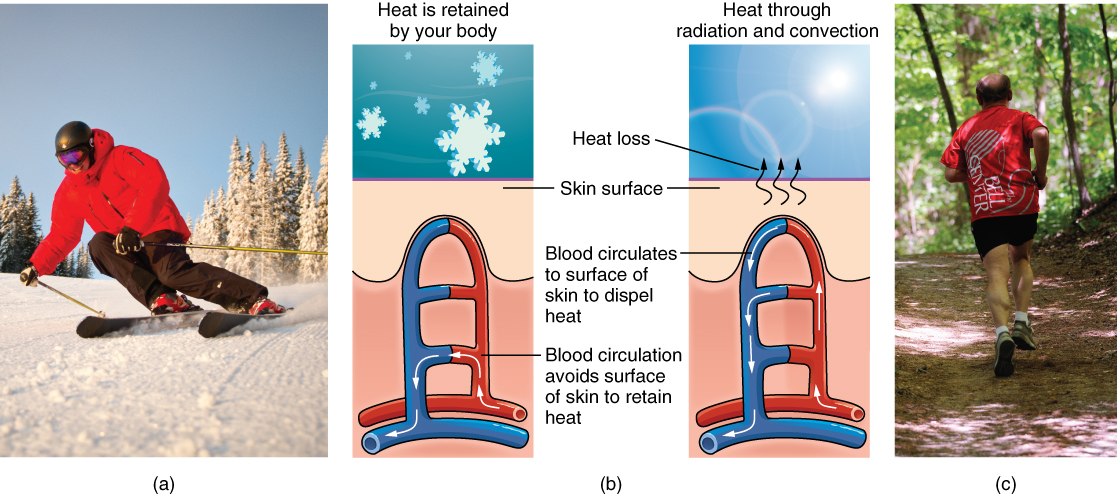 Thermoregulation