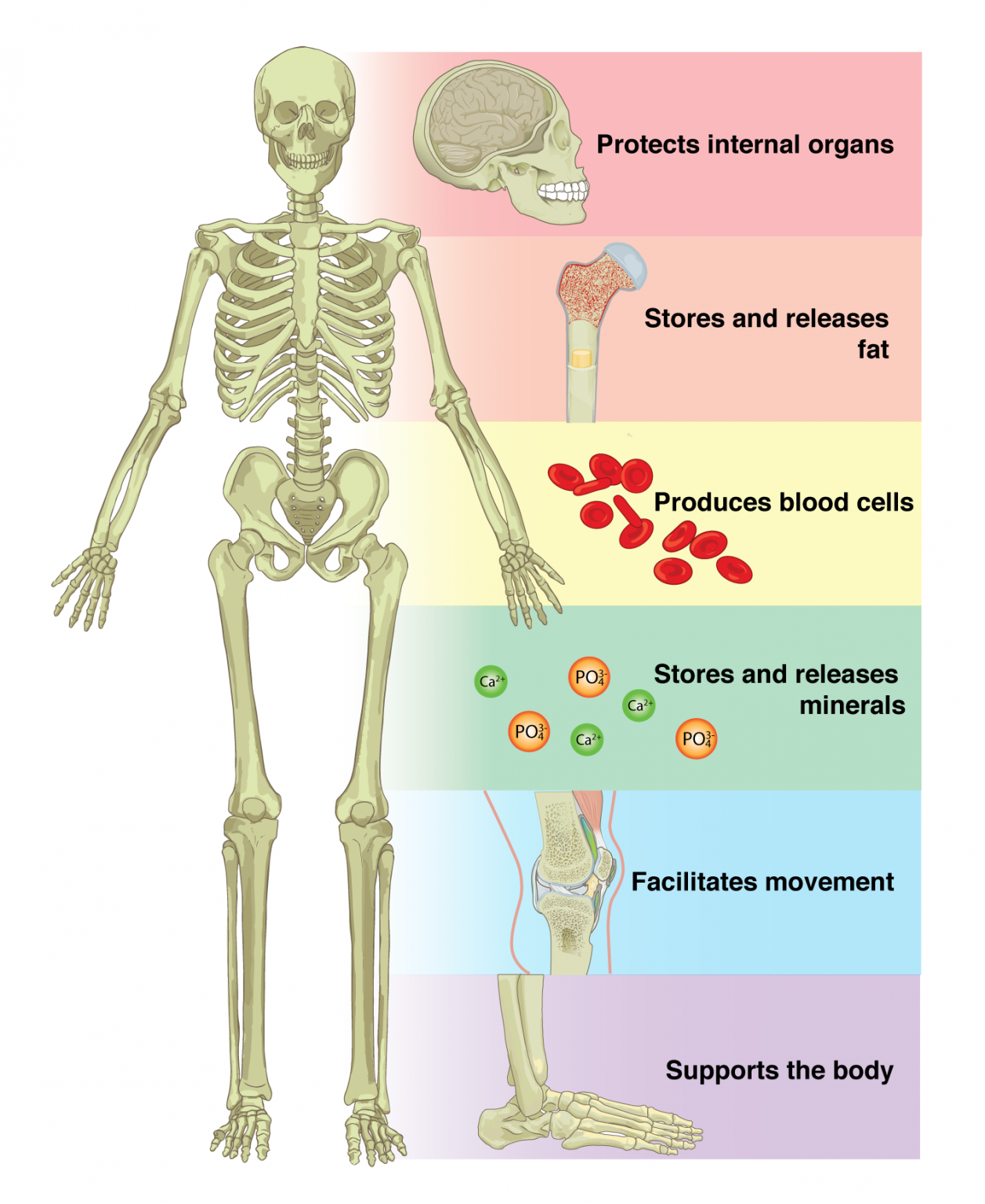 Functions of the skeletal system.