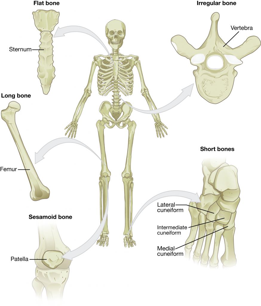 Classifications of Bones