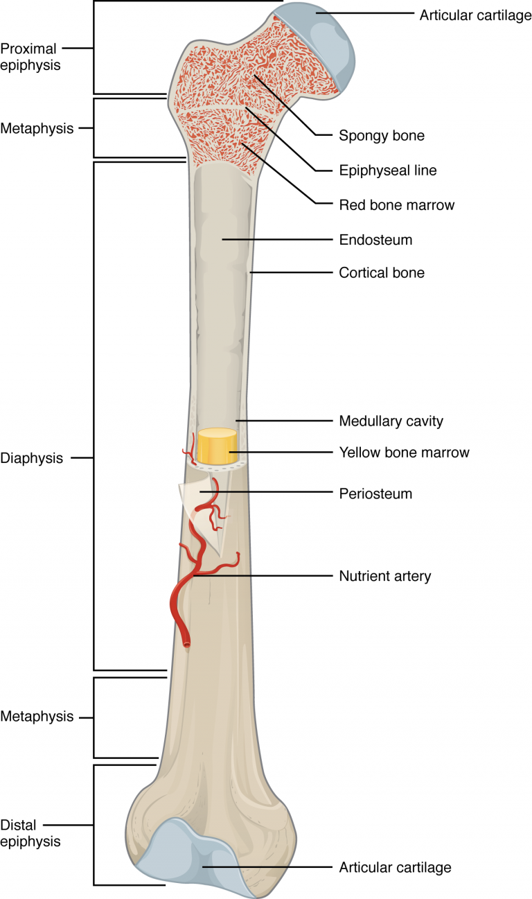Anatomy of a Long Bone