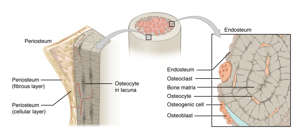 Periosteum and Endosteum