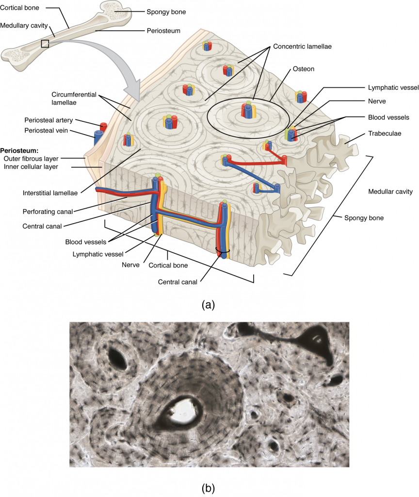 Diagram of Compact Bone