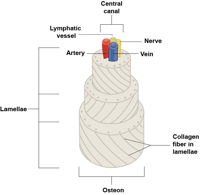 Diagram of Spongy Bone