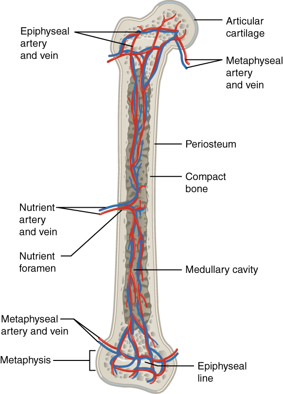 Diagram of Blood and Nerve Supply to Bone