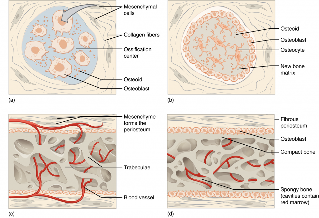 Intramembranous Ossification