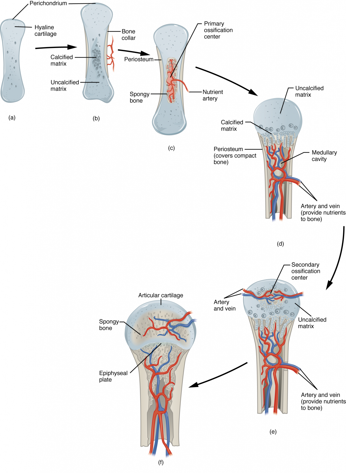 Endochondral Ossification
