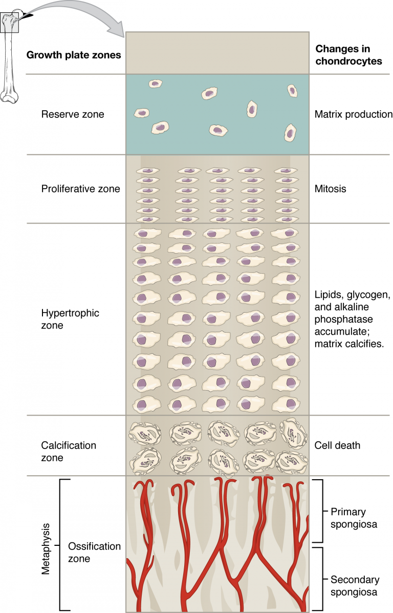 Longitudinal Bone Growth
