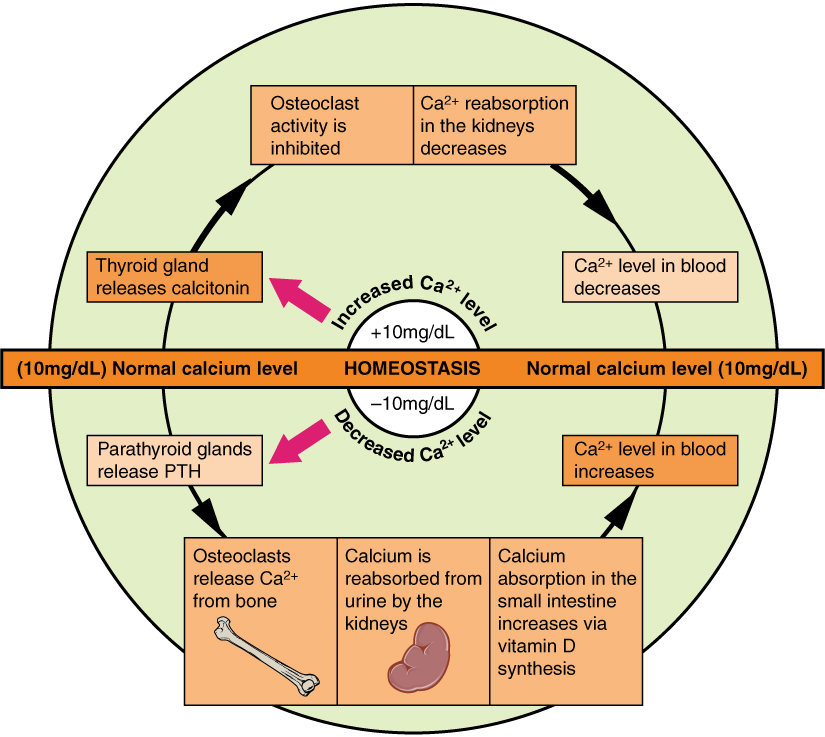 Pathways in Calcium Homeostasis