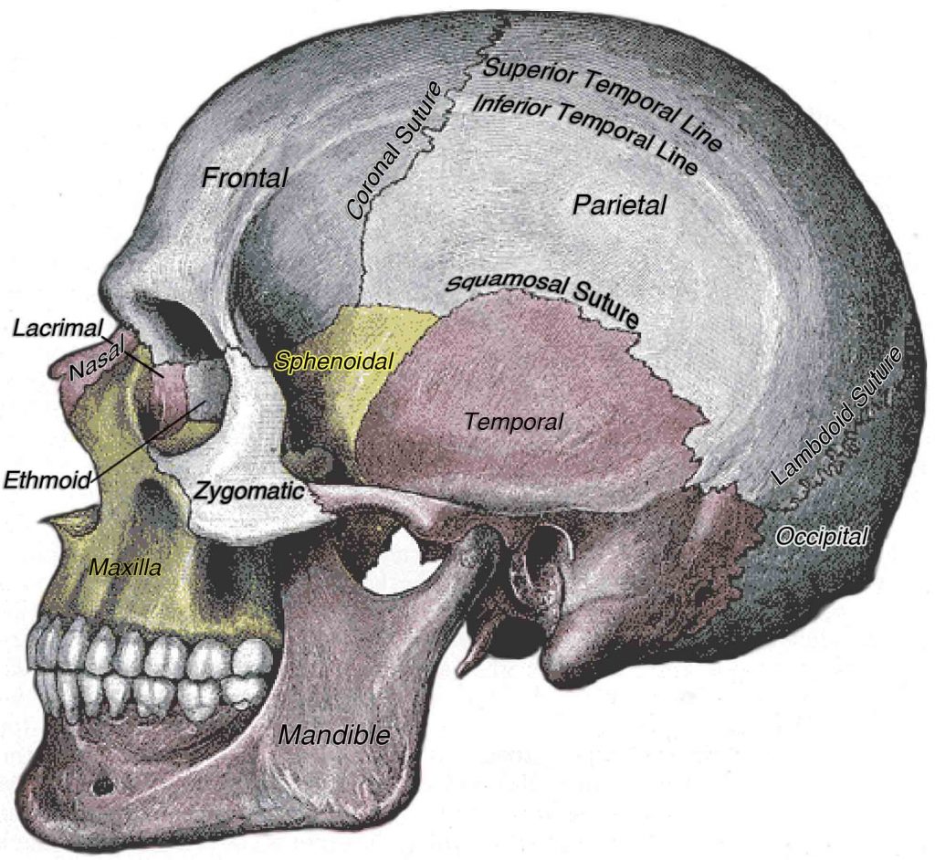 Lateral View of the Human Skull.