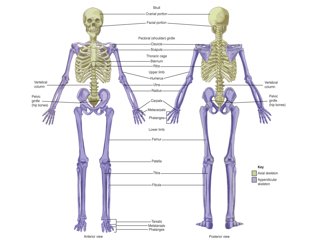 Axial and Appendicular Skeleton