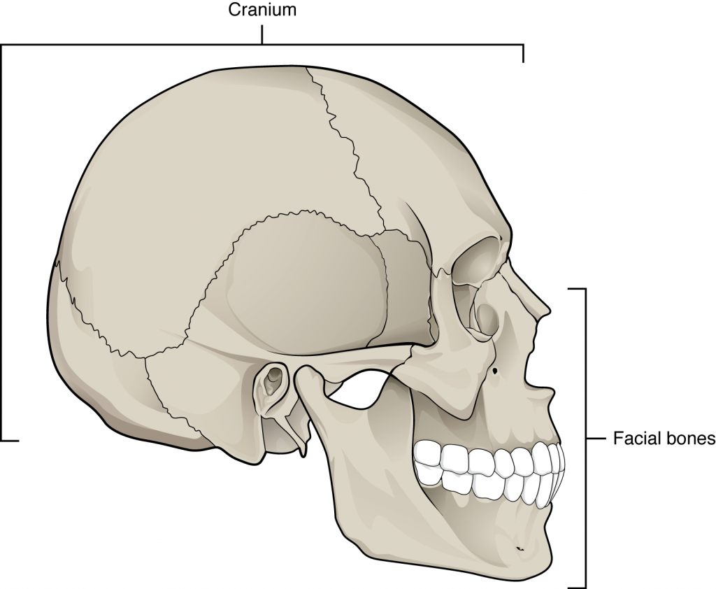 Parts of the Skull