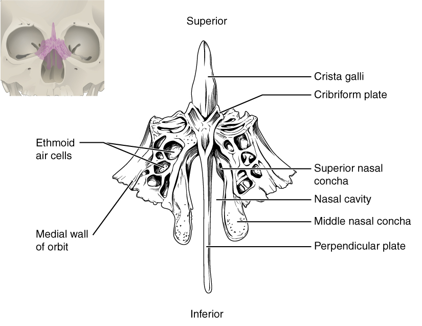 Ethmoid Bone