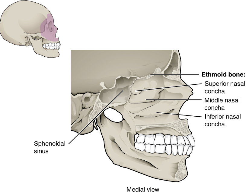 Lateral Wall of Nasal Cavity