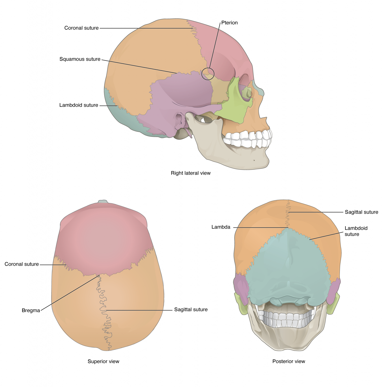 Sutures of the skull