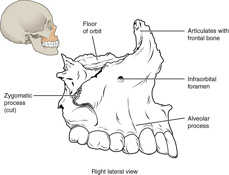 Maxillary Bone