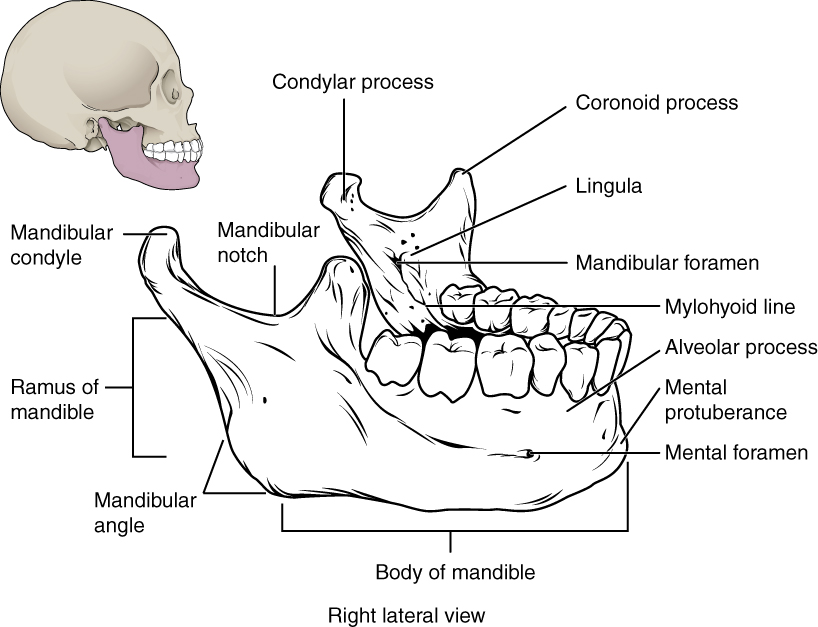 Isolated Mandible