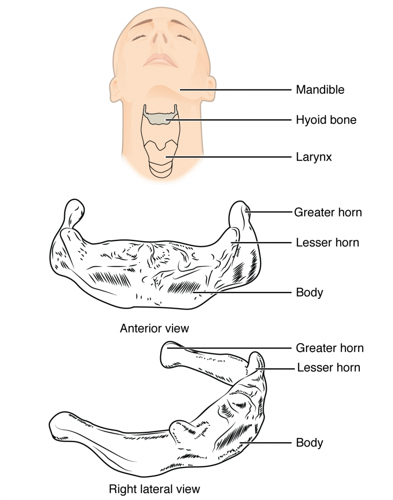 Hyoid Bone