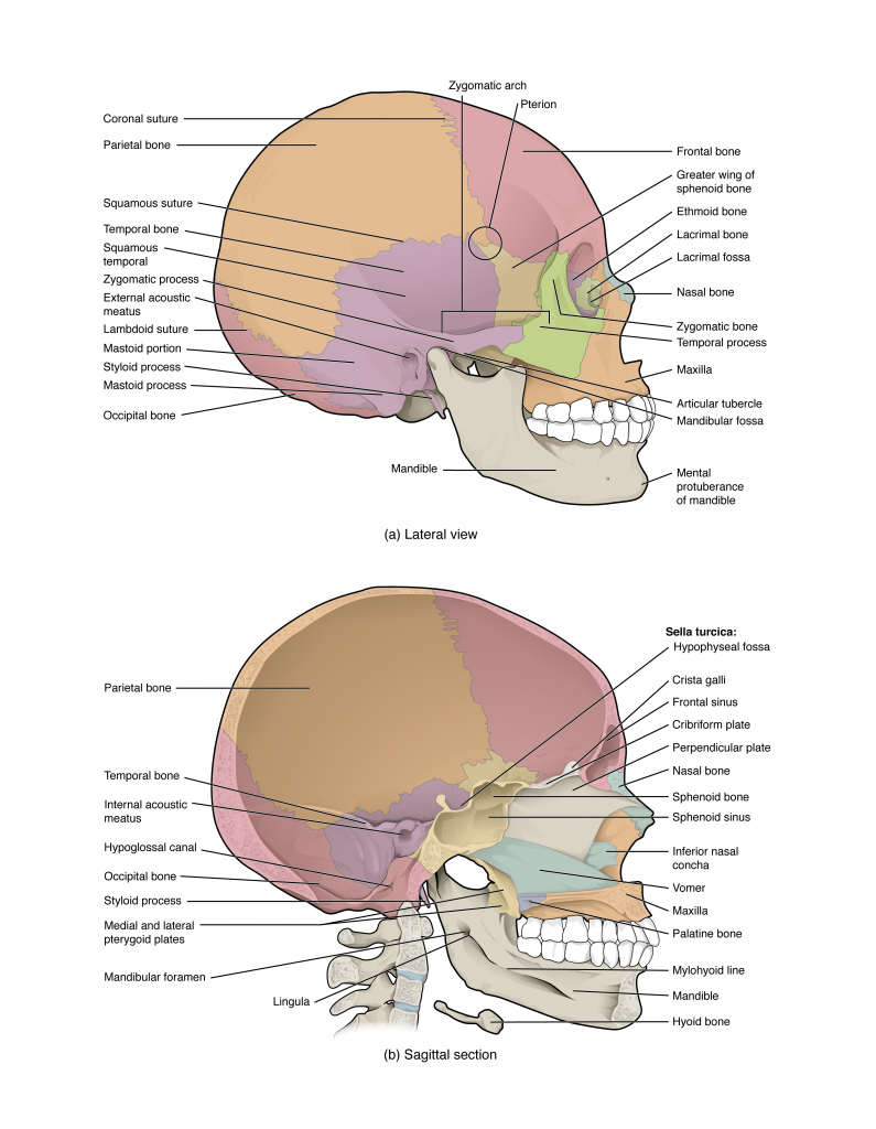 Lateral View and Sagittal Section of Skull