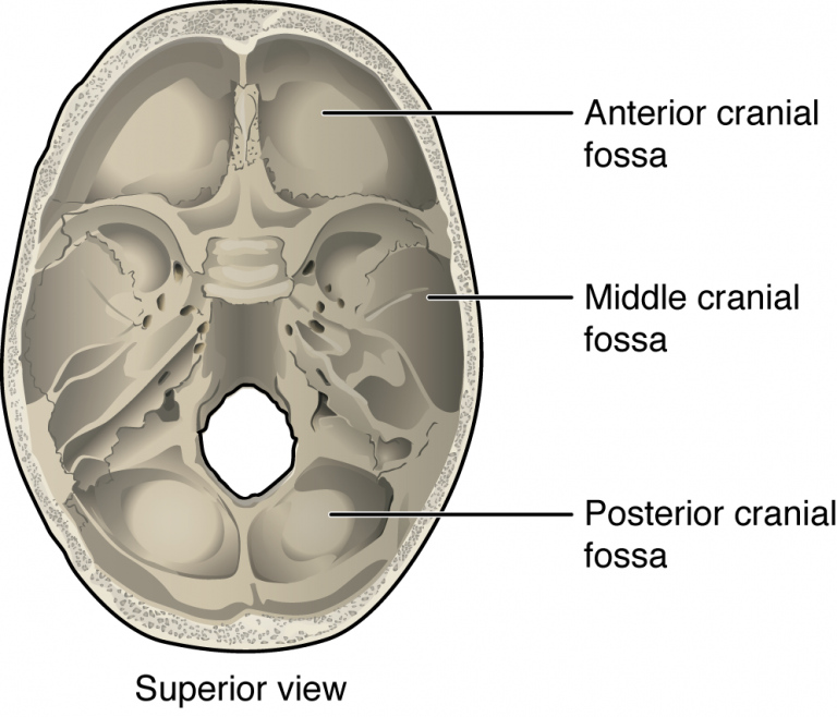Cranial Fossae