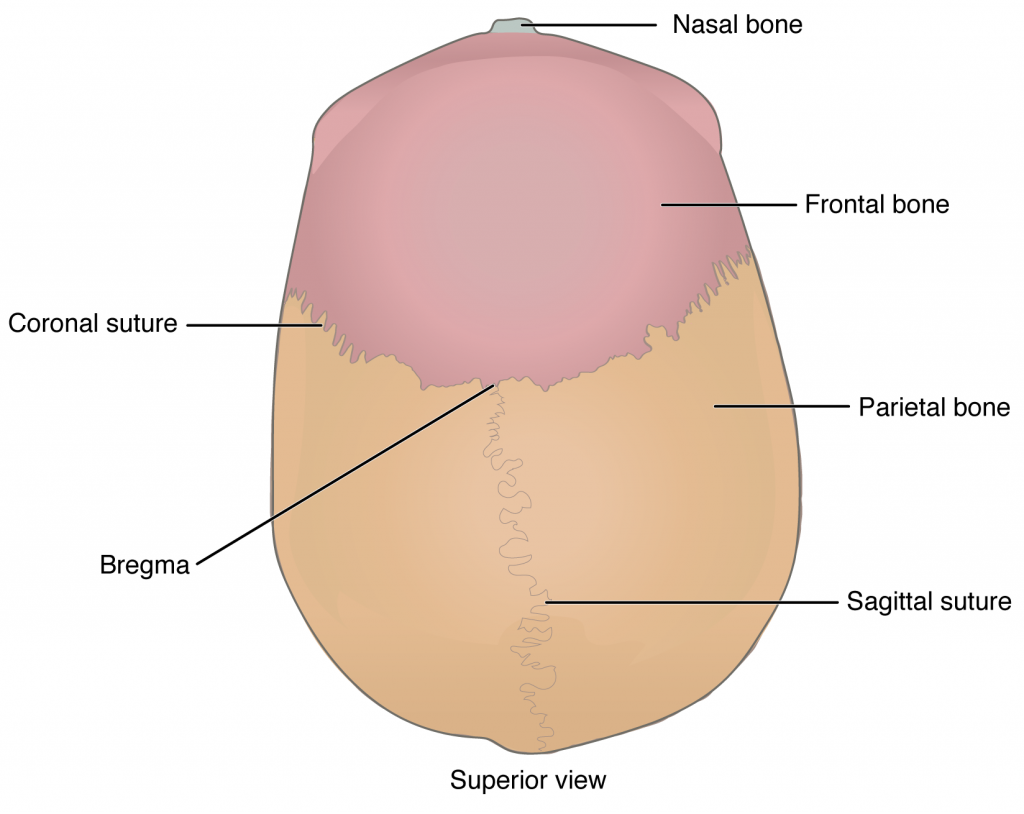 Cranial Fossae