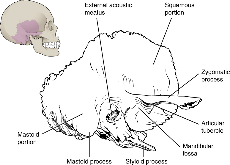 Temporal Bone