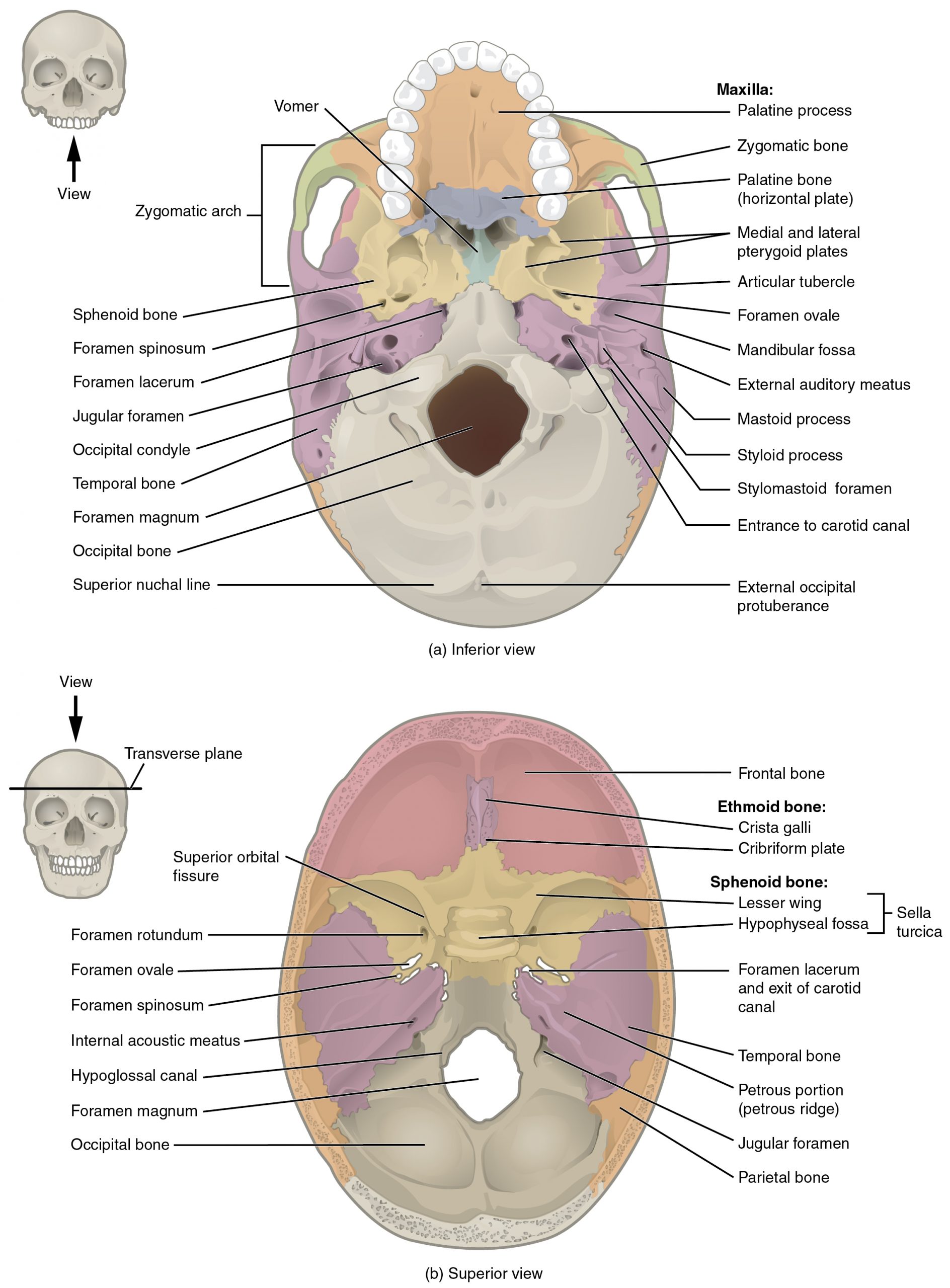 External and Internal Views of Base of Skull