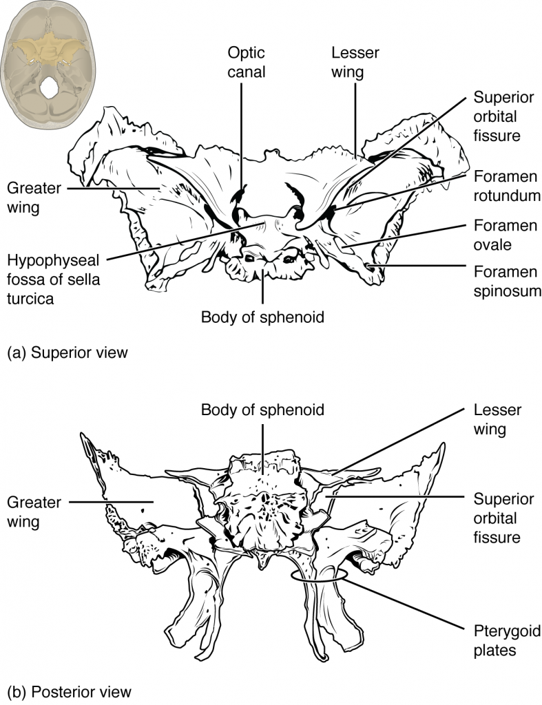 Sphenoid Bone