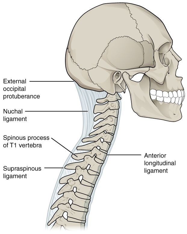 Ligaments of Vertebral Column