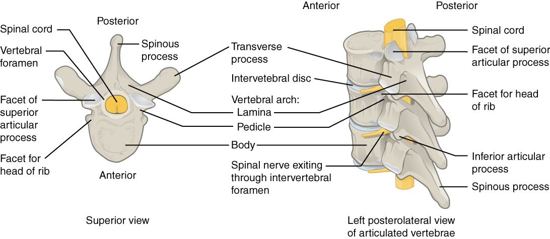 Parts of a Typical Vertebra