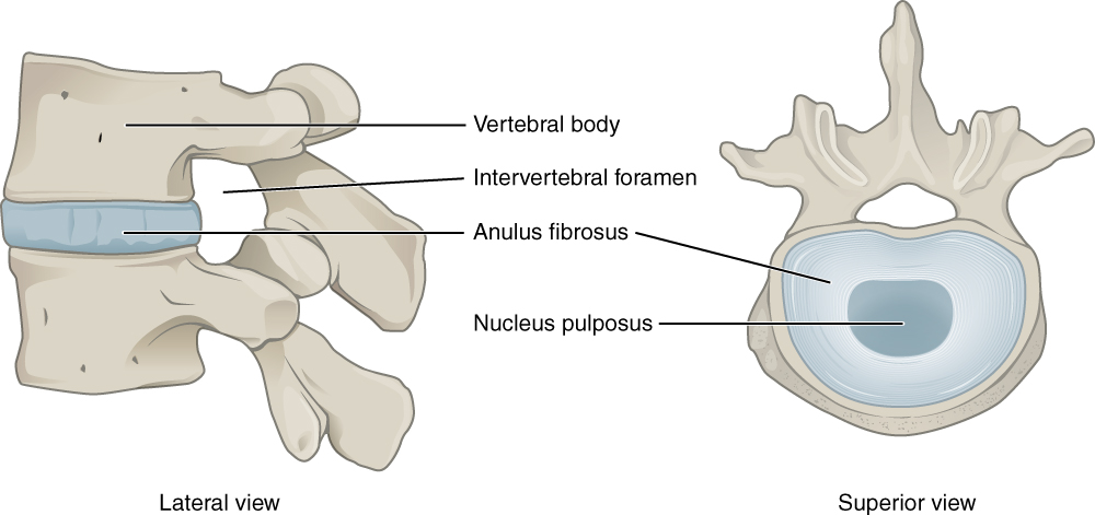 Intervertebral Disc