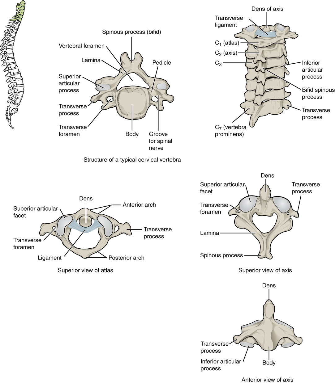 Cervical Vertebrae