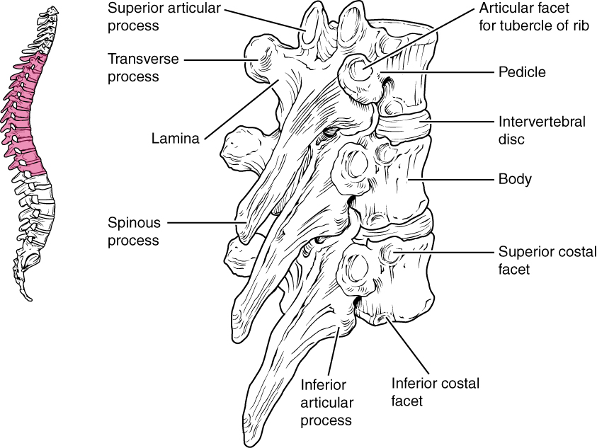 Thoracic Vertebrae