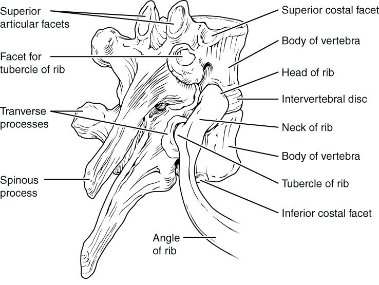 Rib Articulation in Thoracic Vertebrae