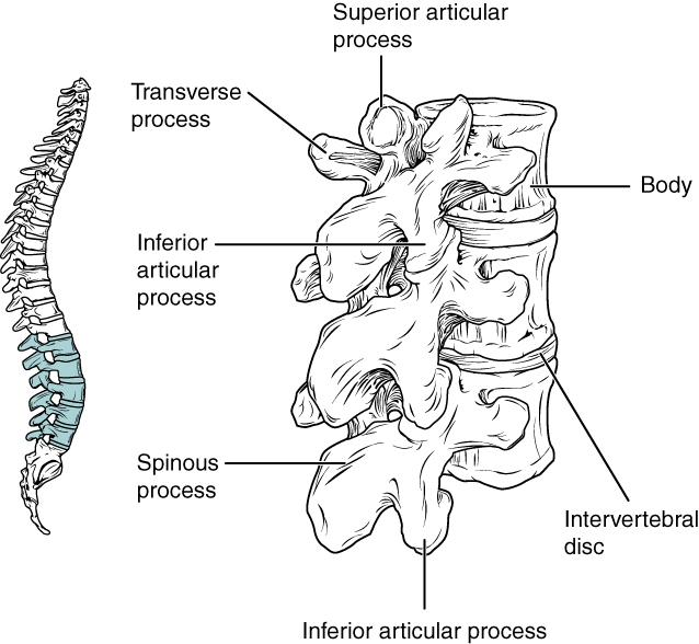 Lumbar Vertebrae