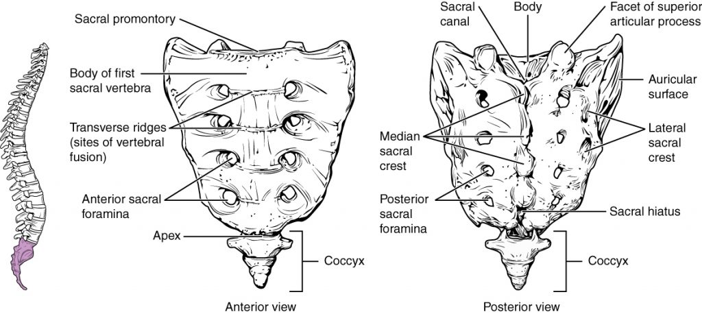 Sacrum and Coccyx